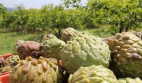 Fruticultura Ho&ccedil;oya
