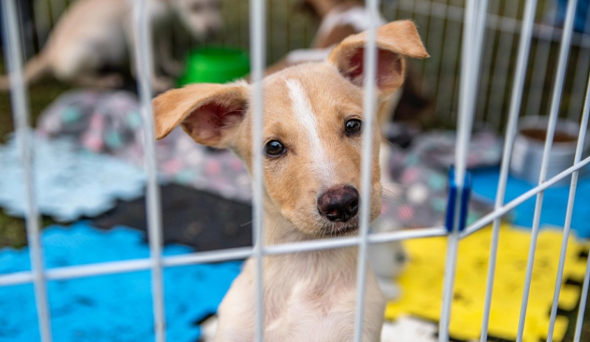 Nubea possui cerca de 100 animais disponíveis para adoção, todos castrados, microchipados e que receberam cuidados veterinários (Divulgação/PMMC)