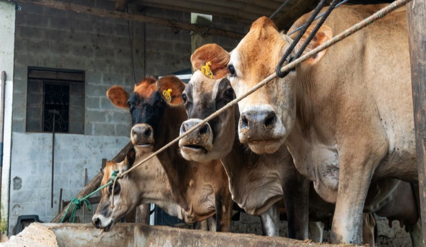 A vacinação contra a brucelose é obrigatória para bezerras bovinas e bubalinas entre três e oito meses de idade