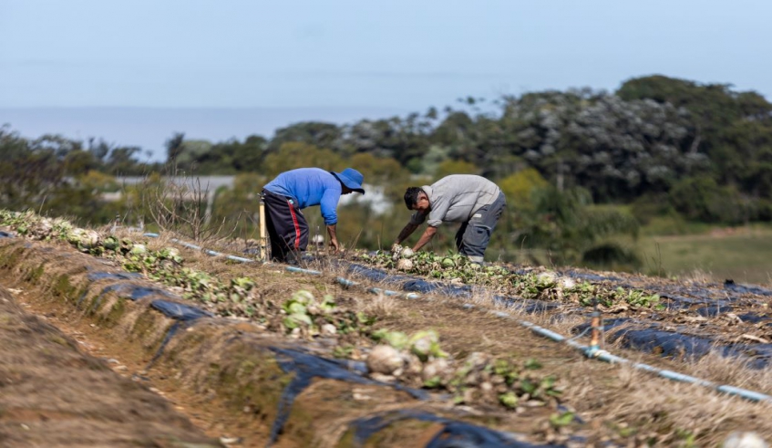 Trabalho começa no plantio e é concluído com o transporte climatizado, assegurando a qualidade das hortaliças e legumes