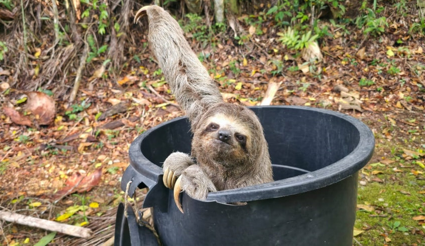 Após a constatação de que o animal apresentava bom estado de saúde, a soltura foi realizada em uma área de mata preservada do município (Divulgação/PMMC)